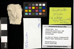 Foto (Objekt + Etiketten) von Goniodromites polyodon (Reuss, 1858) 
